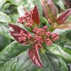Viburnum Tinus Red Tawi Village