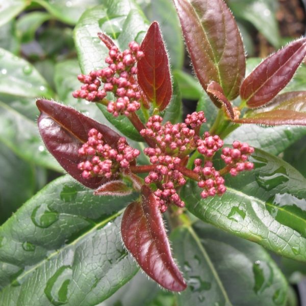 Viburnum Tinus Red Tawi Village