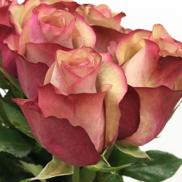 Rose Vintage Tawi Village