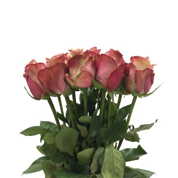 Rose Vintage Tawi Village