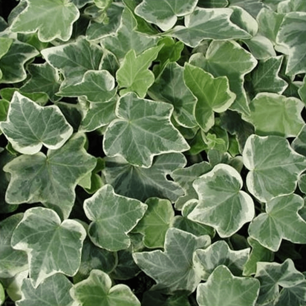 Hedra / Ivy Roll Green White Tawi Village