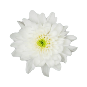 Spray Euro White Tawi Village