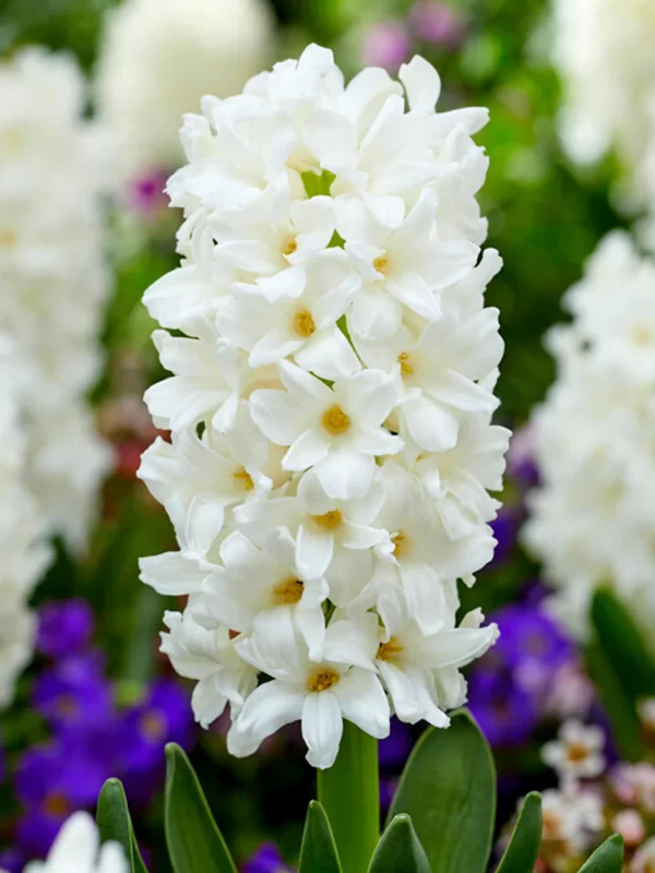 Hyacinth White Tawi Village