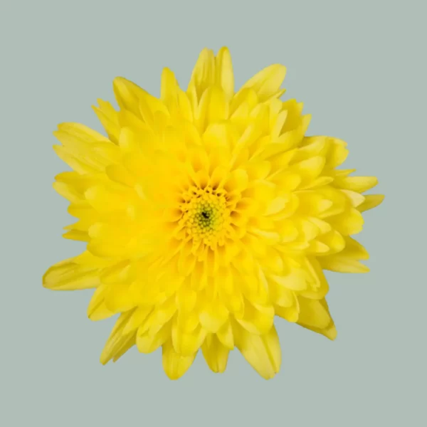 Spray Euro Yellow Tawi Village