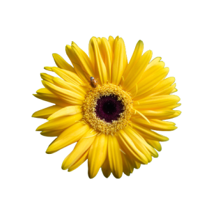 Gerbera Yellow Tawi Village