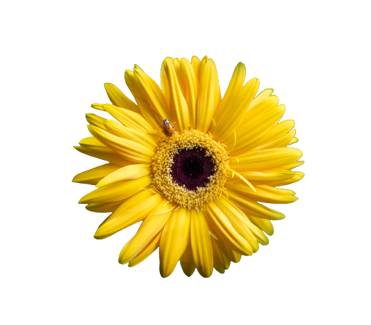 Gerbera Yellow Tawi Village